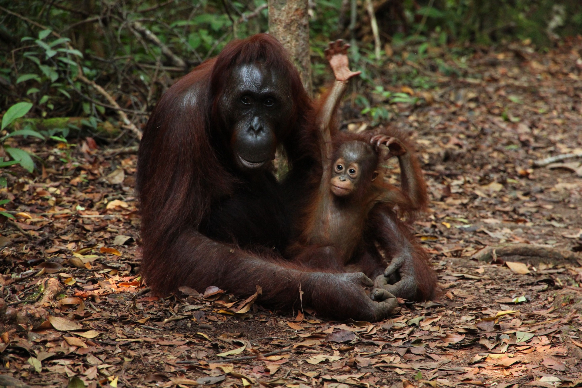 動物世界# 蘇門答臘猩猩,sumatran orangutan,生活在蘇門答臘島上.