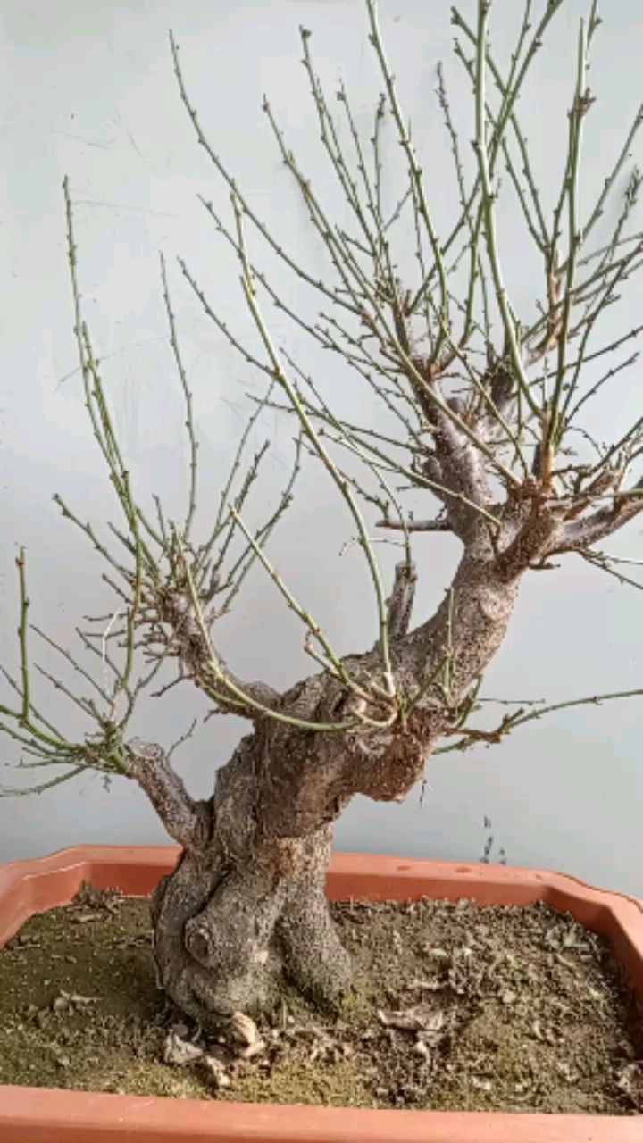 有神韵的老桩原生宫粉梅