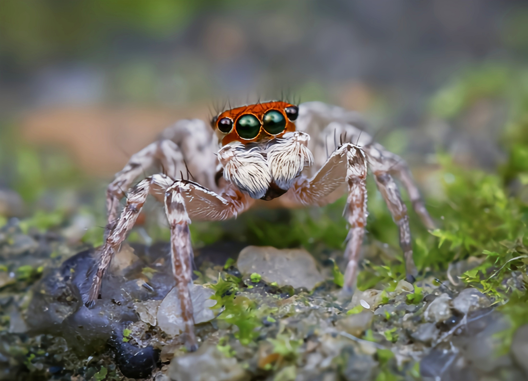 每天认识一种动物——褐条斑蝇虎 褐条斑蝇虎又名黑色蝇虎,是蜘蛛目