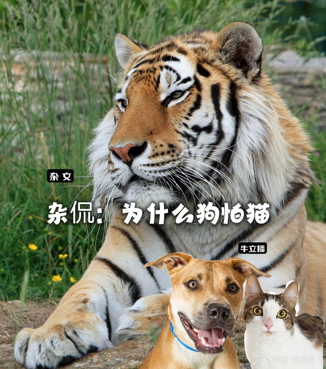 杂侃:为什么狗怕猫