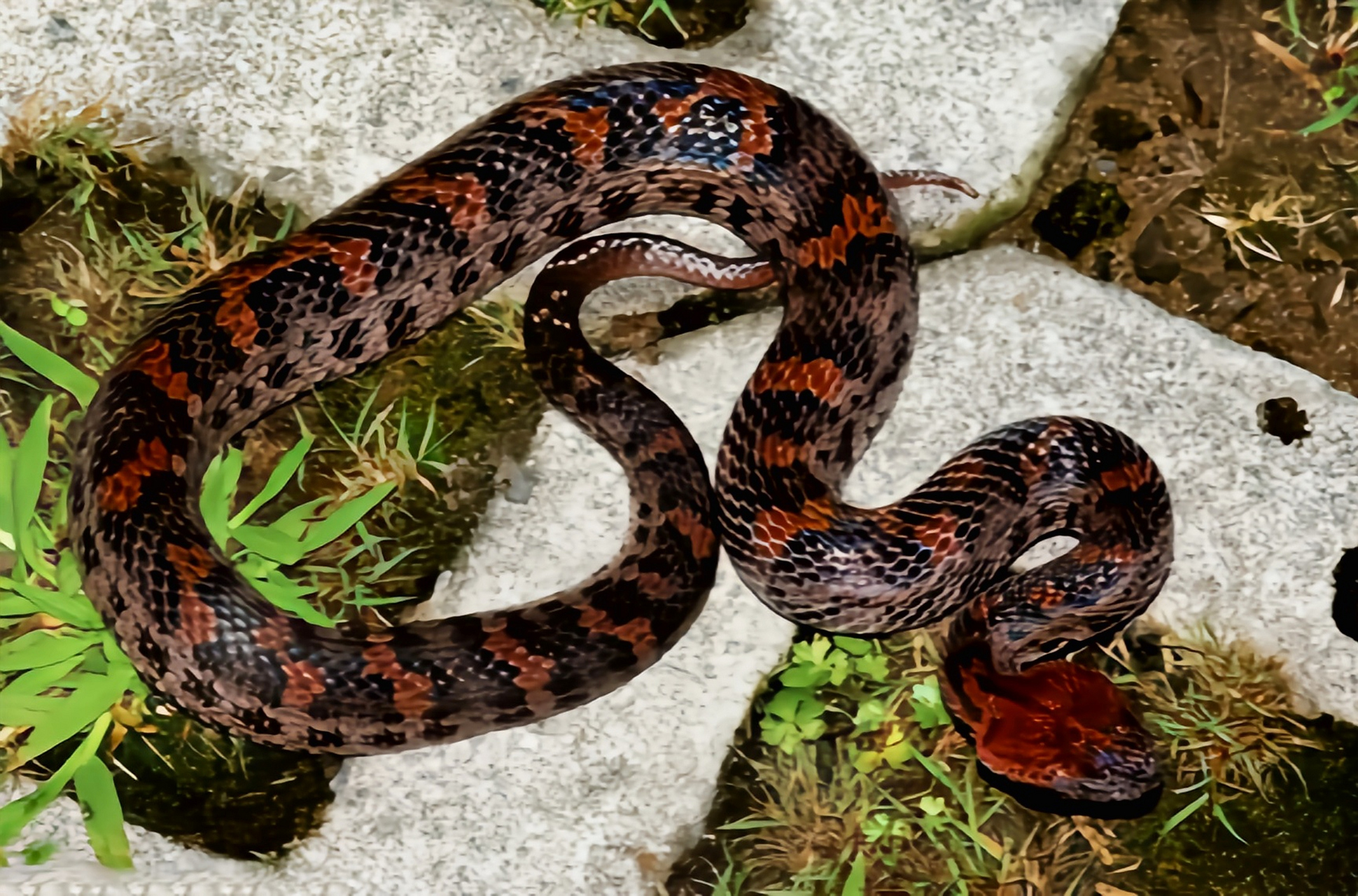 每天认识一种动物——山烙铁头蛇 山烙铁头蛇生活于亚洲喜马拉雅山脉