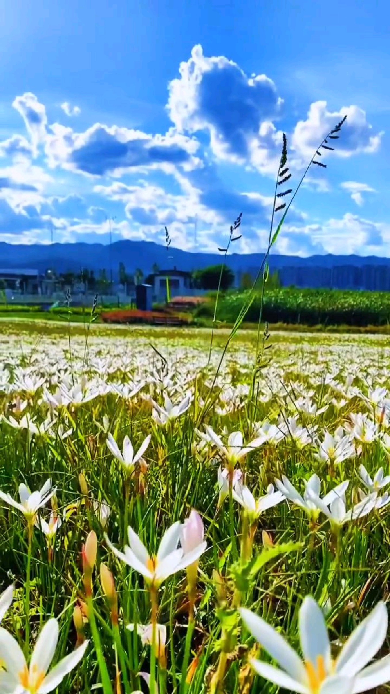 昆明草海隧道公园清新夏日碧草青花盛开云南的天空不需要滤镜