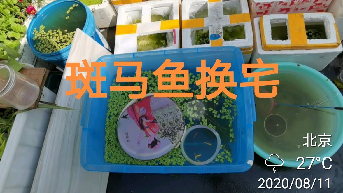 给斑马鱼换宅的时候发现一窝斗鱼小仔,问斑马鱼繁殖的看过来