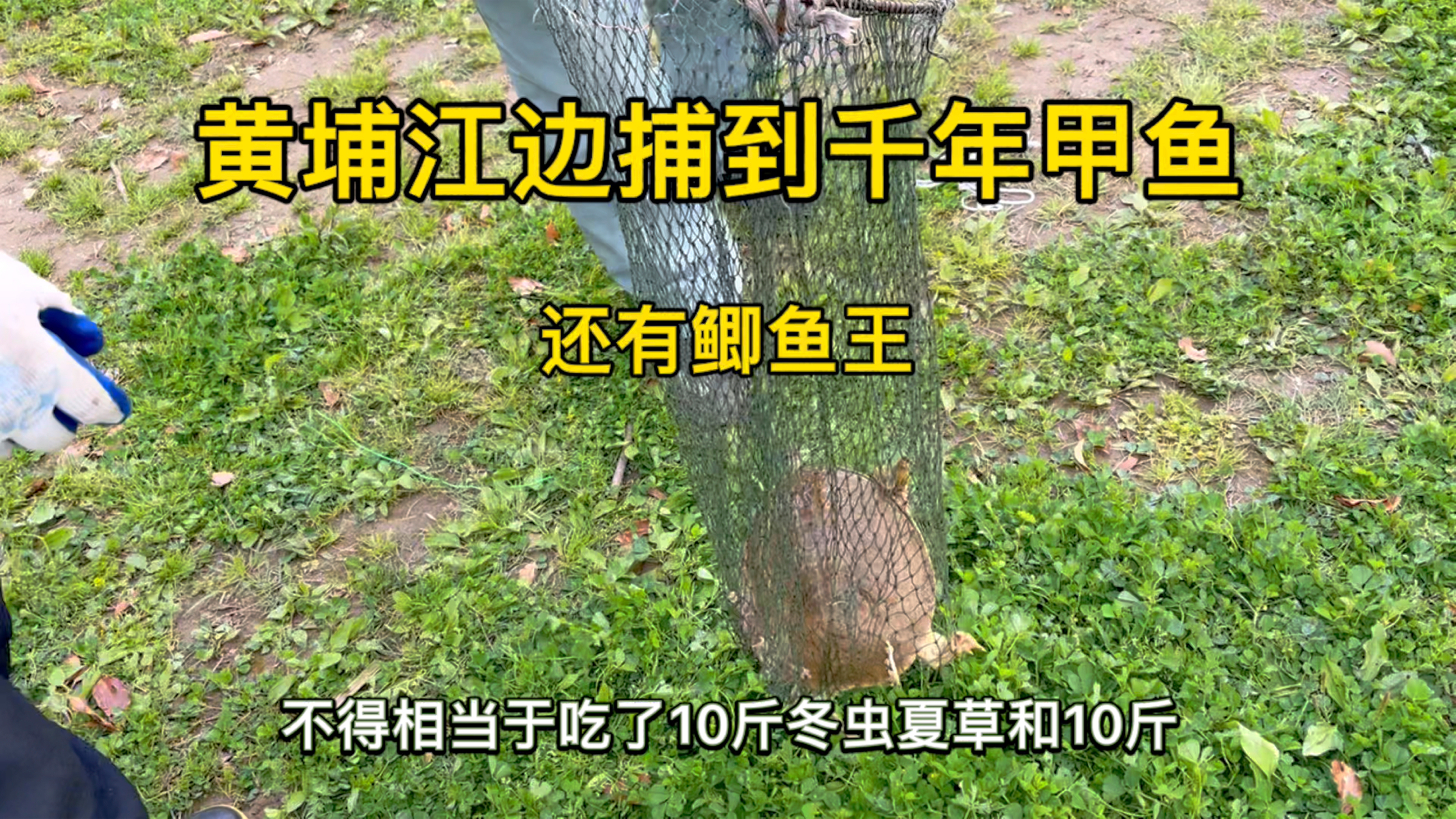 黄埔江边捕到大甲鱼,还有鲫鱼王