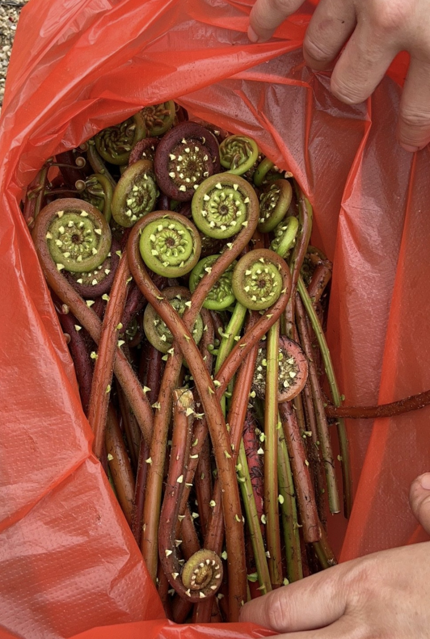 这难道是熊出没里的蕨菜吗?一模一样呐