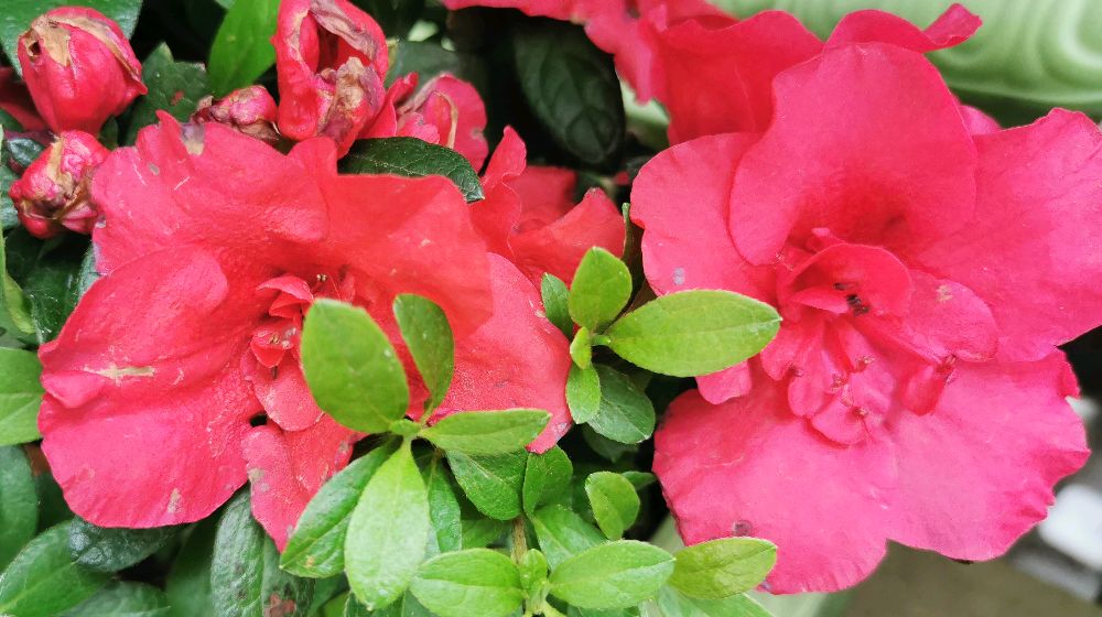 献百花之十六:西鹃花