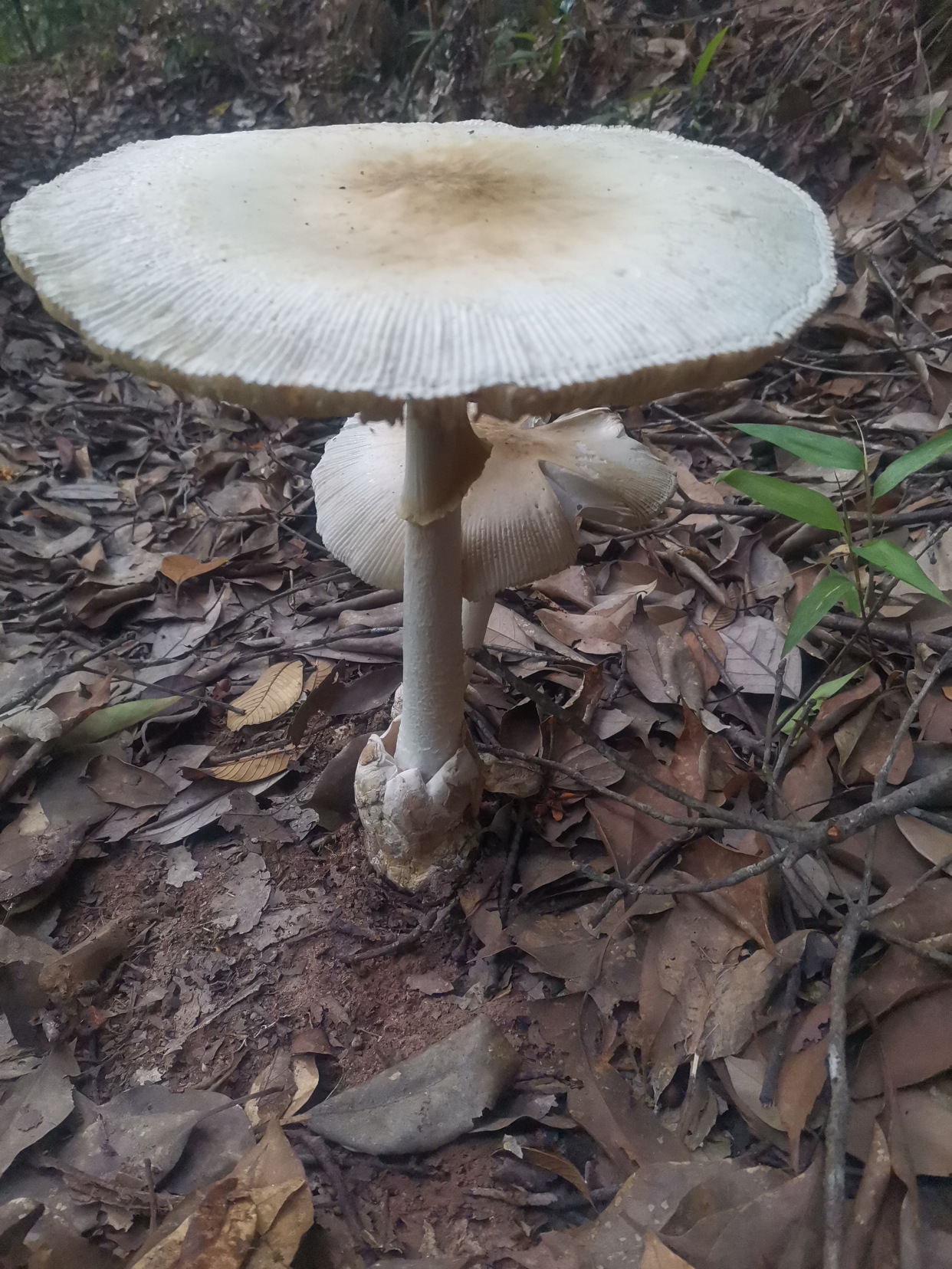 深山大蘑菇,白色大蘑菇,有谁认得,能吃吗