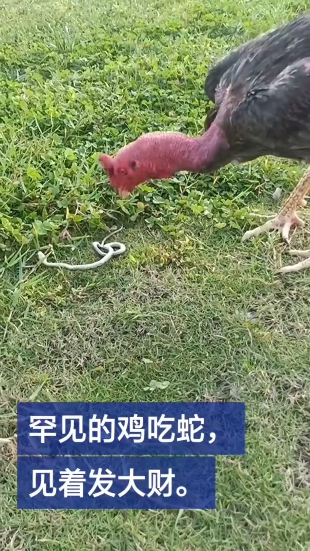 罕见的鸡吃蛇,见者发大财