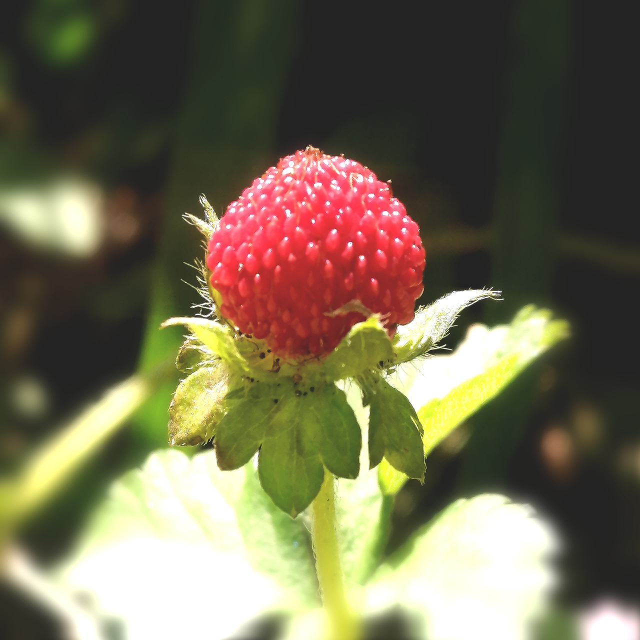 路边上长了好多这种红色的小果果 ,它的名称是地莓,不过植株的别称是