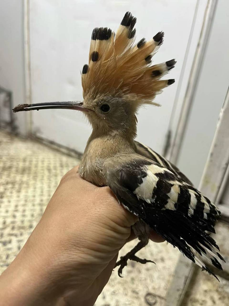 家里进来这么一只大头鸟儿,不知道叫什么名字,有认识的朋友嘛?