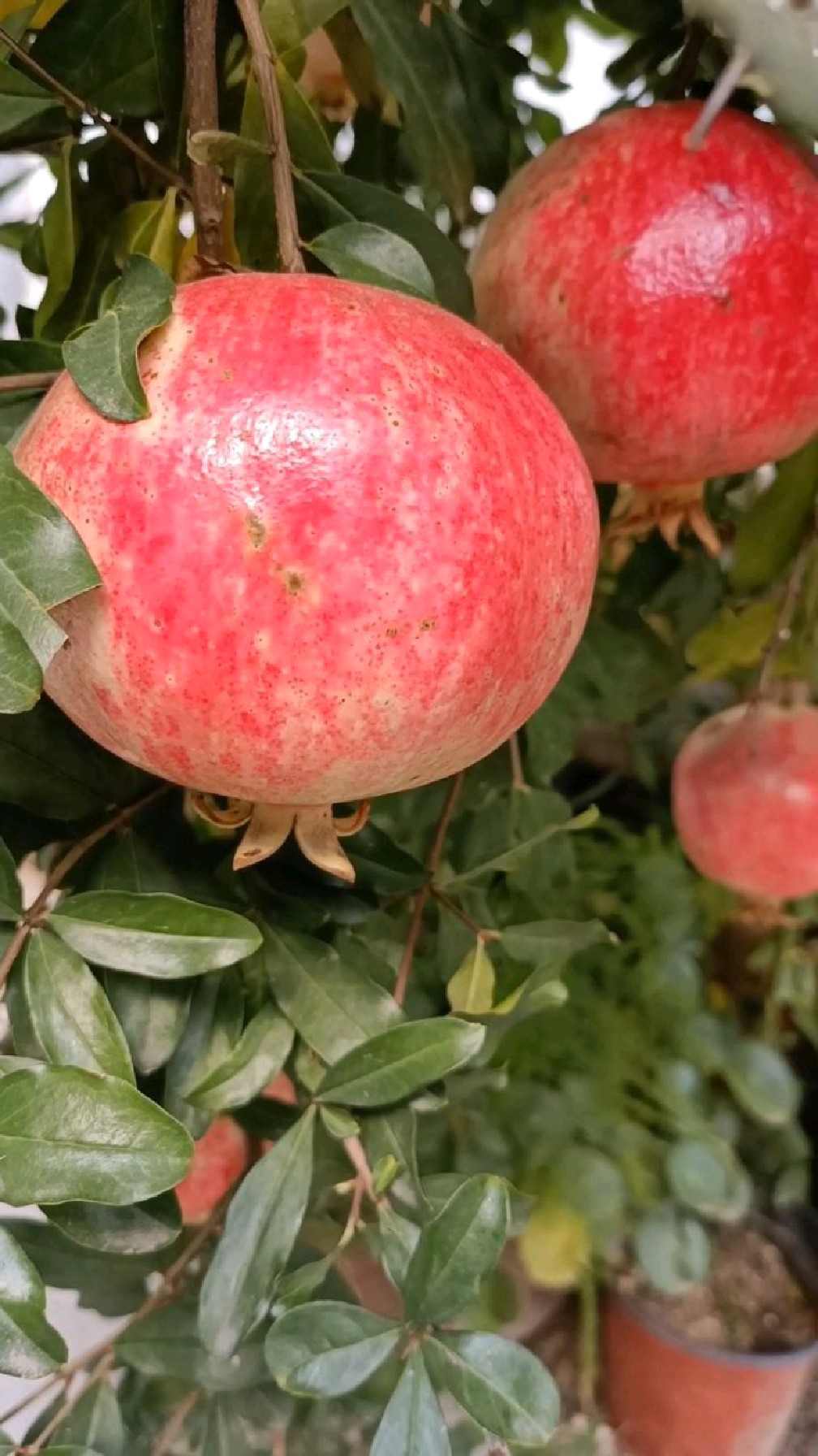 适合庭院种植的石榴树,软籽石榴苗,泰山红石榴苗苗繁育基地-度小视