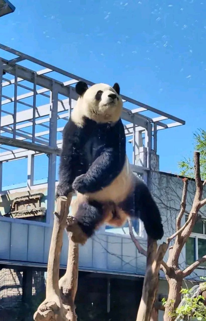 俺们家西直门三太子萌兰,可谓是名副其实的功夫熊猫哦,爬墙爬树都是小