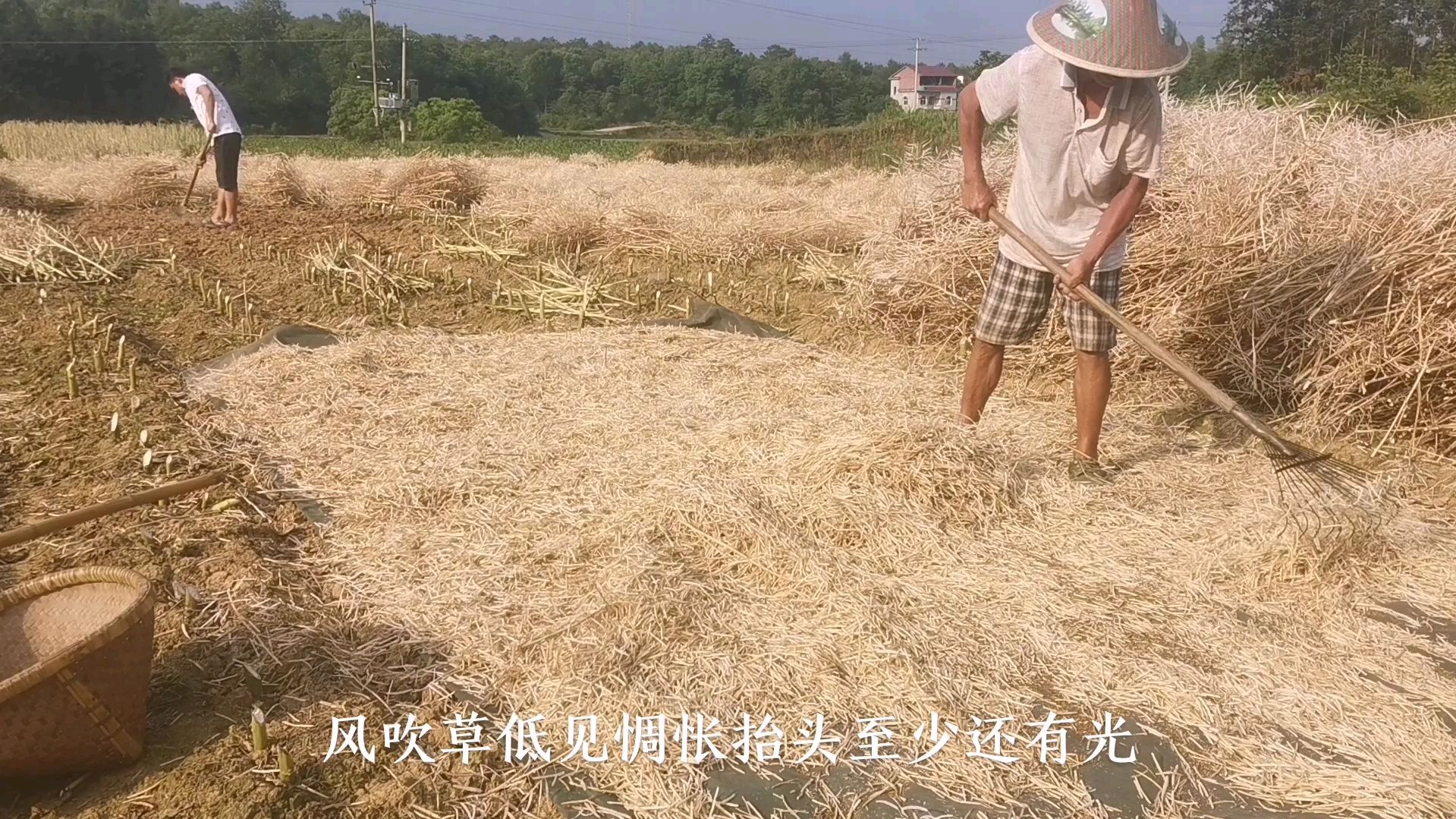 传统老方法打油菜籽,好辛苦!