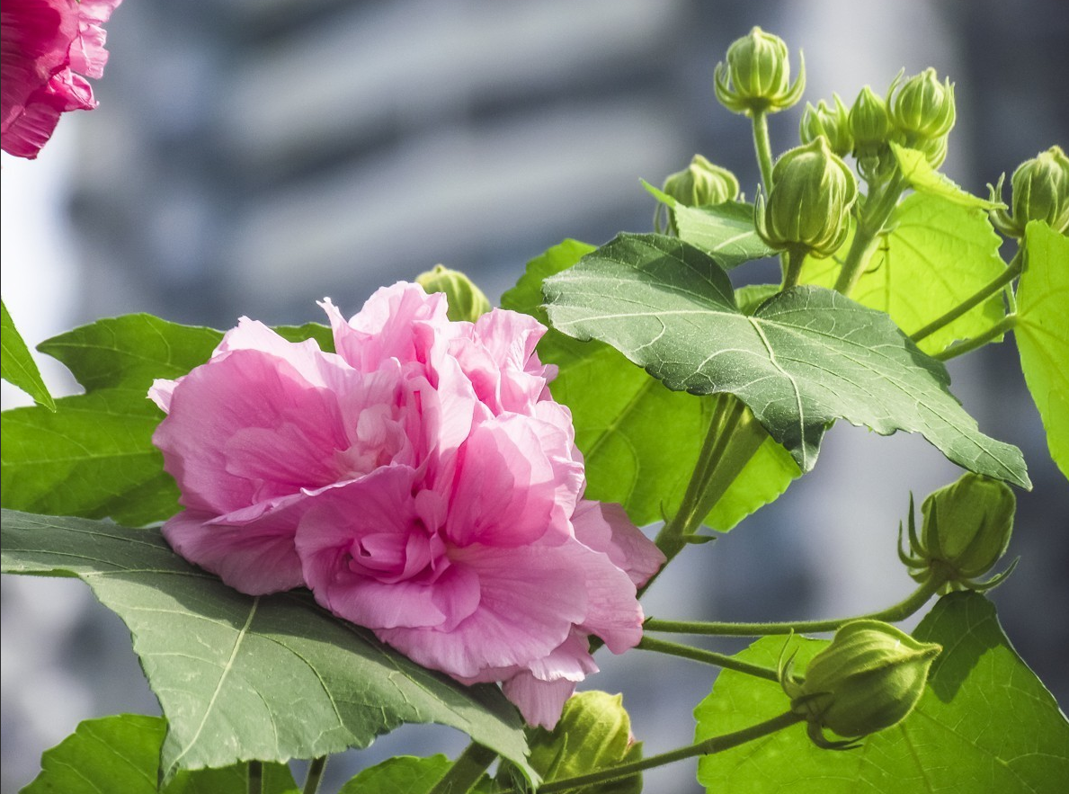 芙蓉花养殖,做到这些,养得棒棒哒