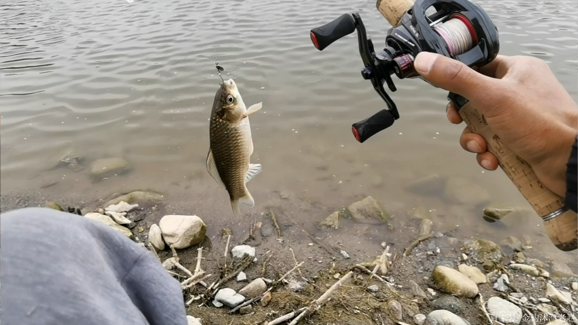 路亞鯽魚,驚人