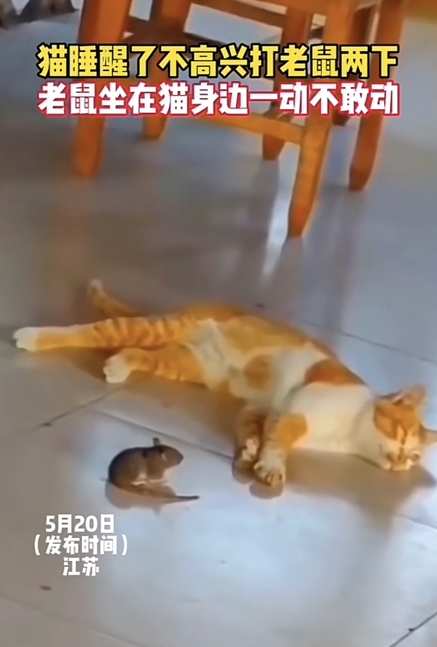 猫睡醒了不高兴打老鼠两下,老鼠坐在猫身边一动不敢动.