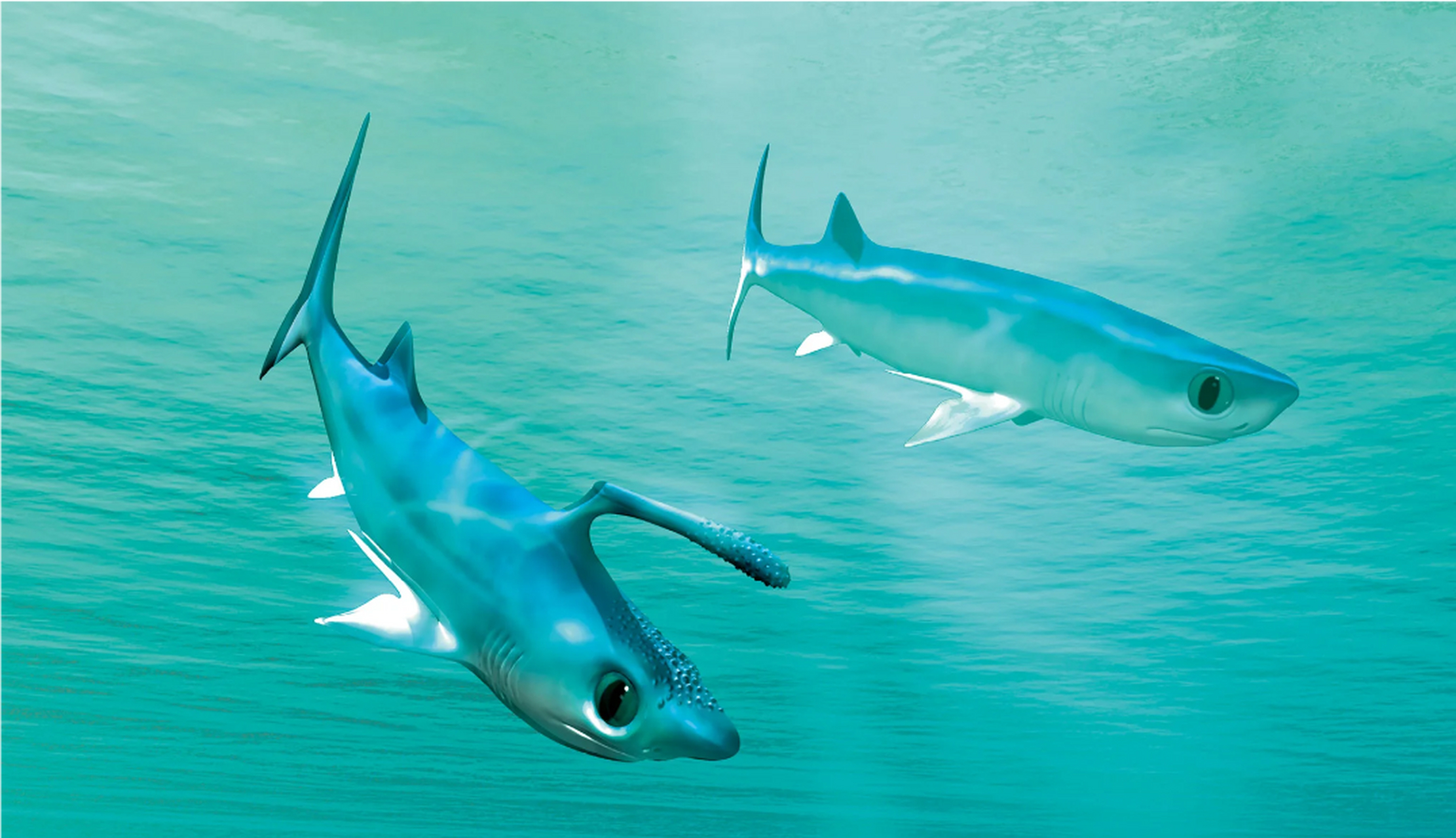 远古生物探秘——镰鳍鲨 镰鳍鲨生活在3.59亿年前-2.