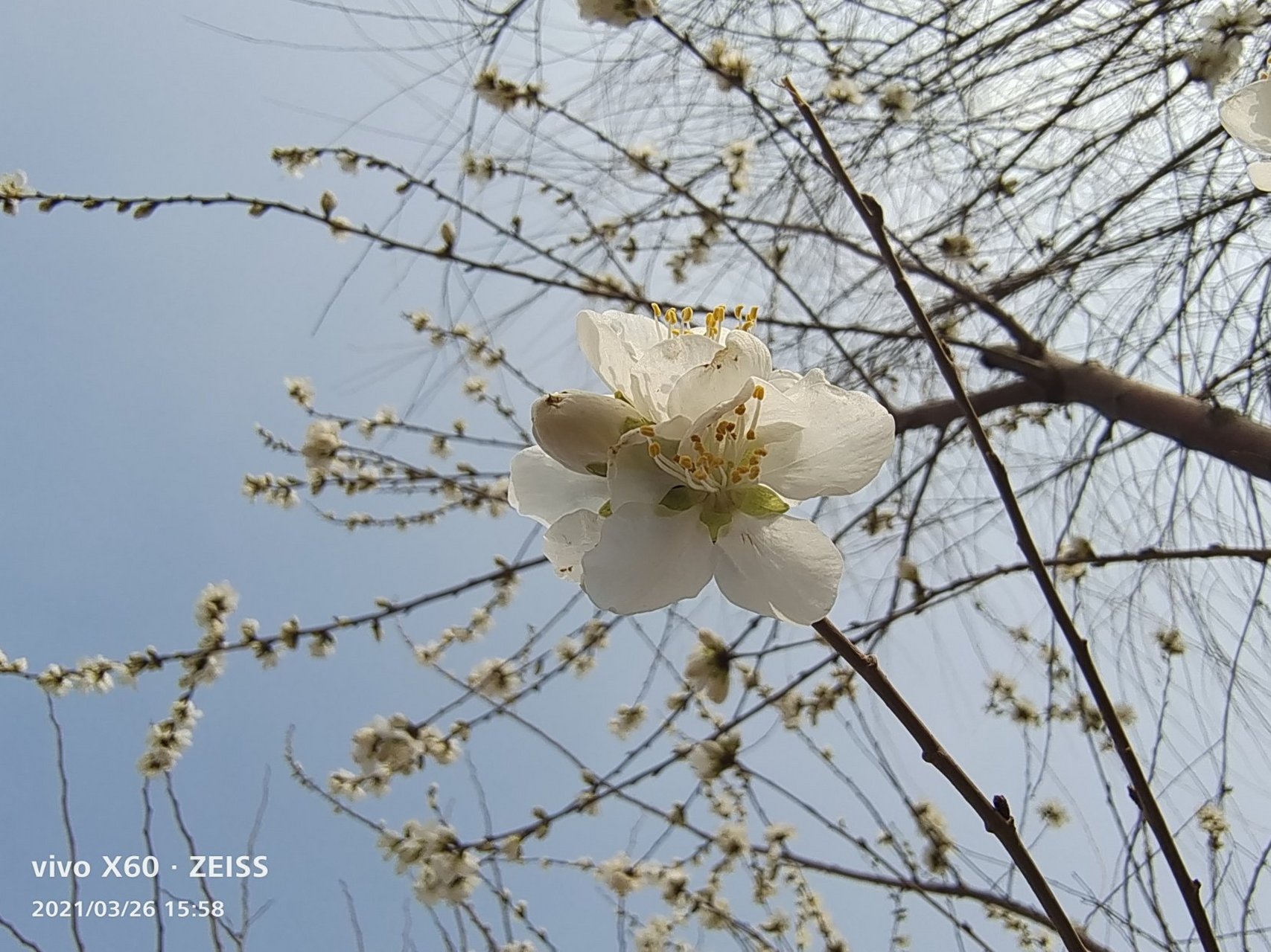 春日春时春芳芬,春天春景春行踪 桃花朵朵争绽放,不负今生莫谦让.