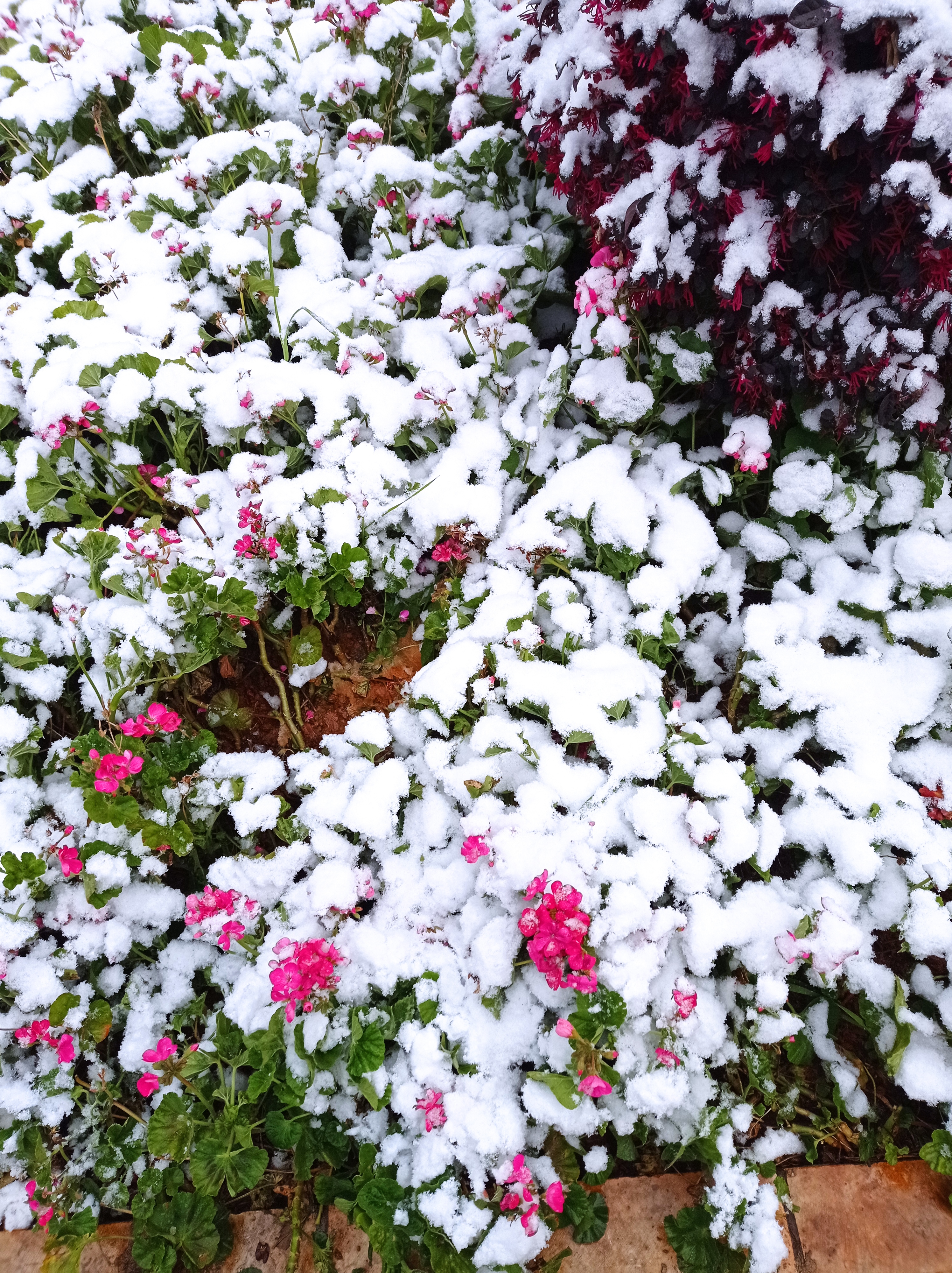 昆明下雪啦雪景美如画少见多怪的昆明人疯狂了
