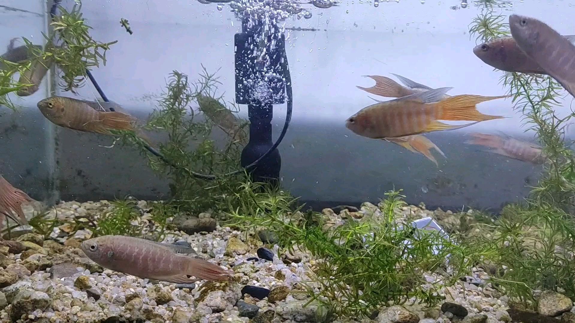 鱼缸养的斗鱼快被朋友抓完了,来加点鱼进去,黄金斗鱼也快繁殖了