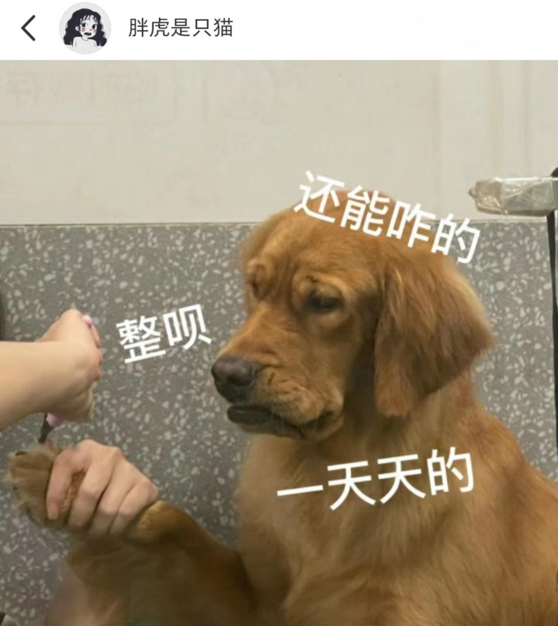 被迫剪指甲的狗,哈哈哈哈,这个表情看起来怎么又可怜又搞笑