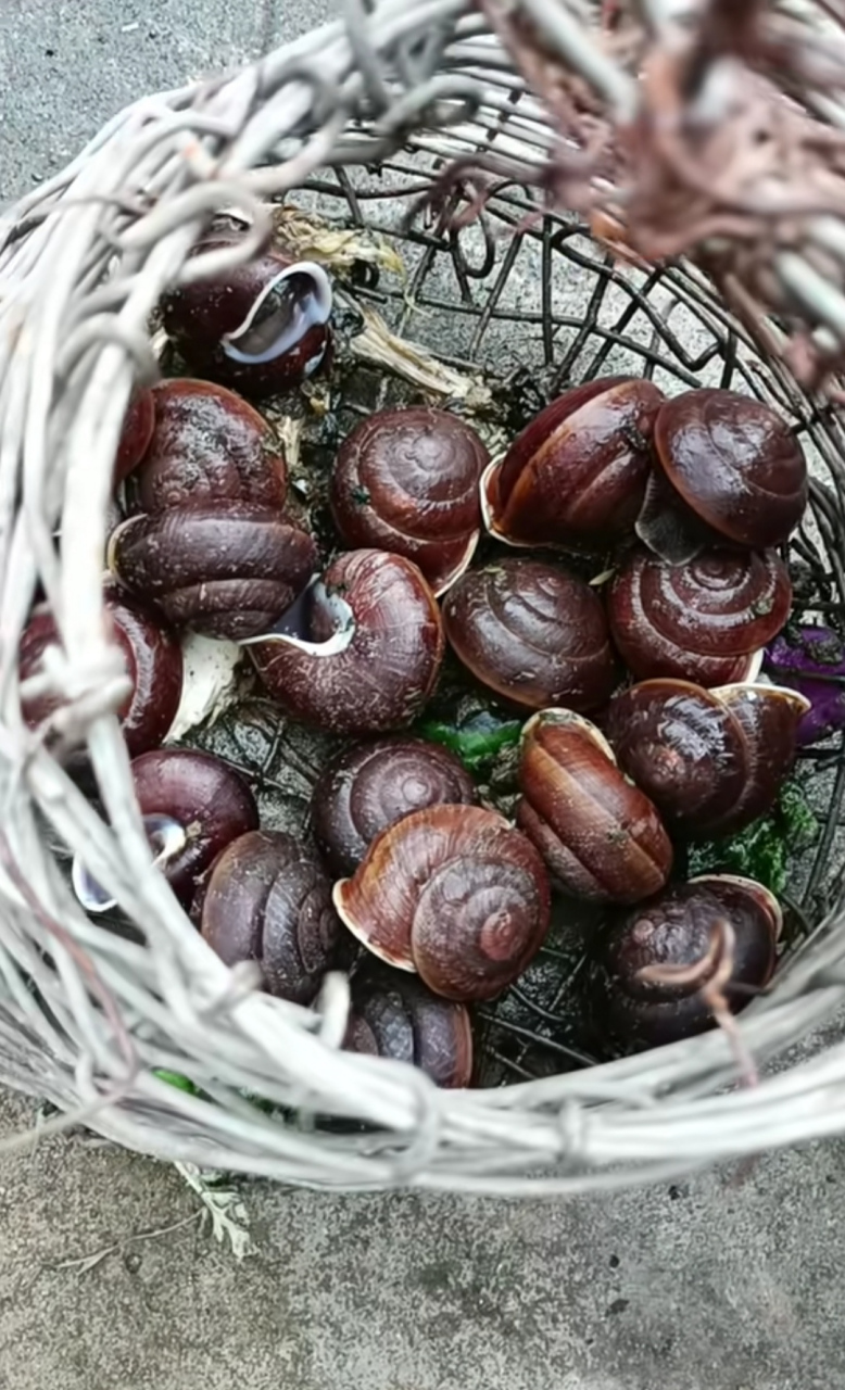 山上找到的,小时候最喜欢吃这种蜗牛了,你吃过这种蜗牛吗?