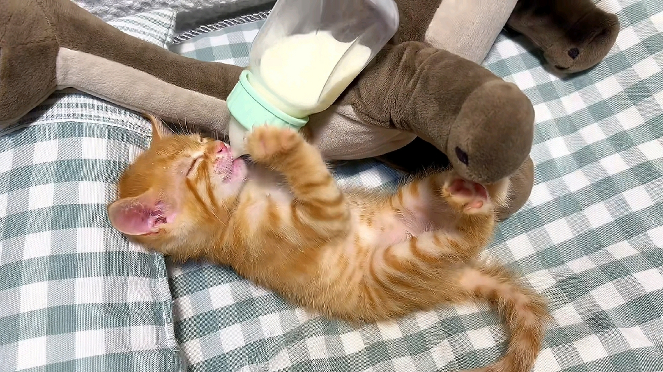 小奶猫喝奶奶,萌的我心都化了![大笑]#猫咪