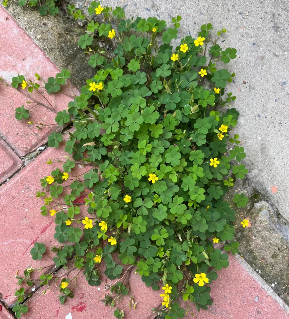 路边看到的小野花,小时候经常拔它起来,嚼它的根茎,酸酸的,但也觉是不