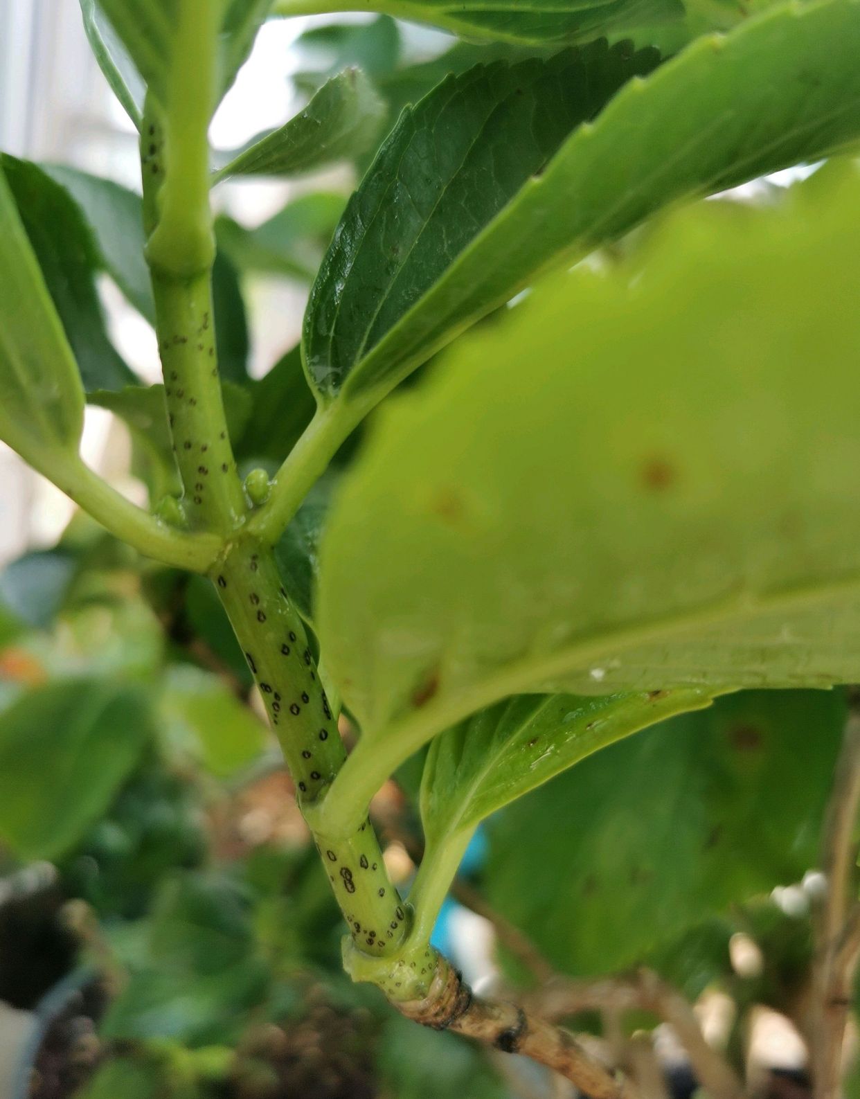 绣球花枝条上长了很多雀斑黑点是怎么回事?虚惊一场,花匠有想法