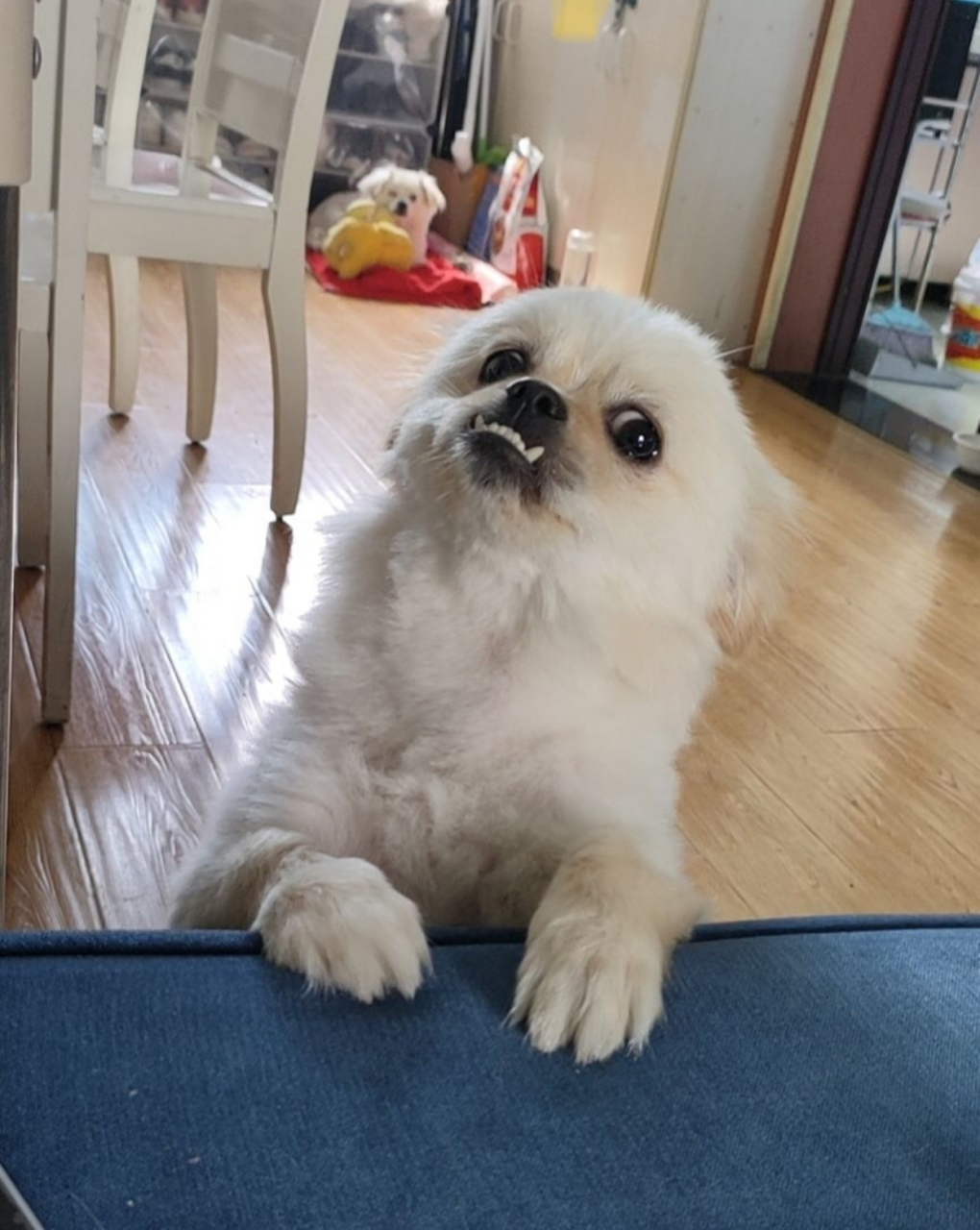 这种小狗为什么长着长着就地包天了?