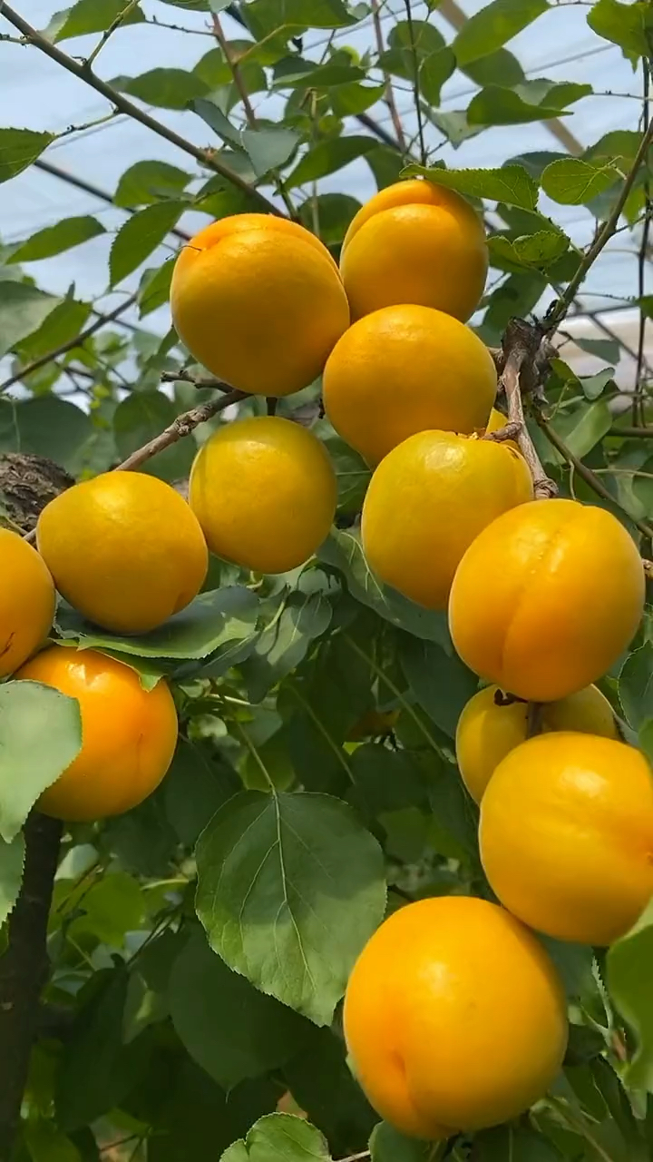 珍珠油杏苗价格 珍珠油杏苗结果表现 丰产性强 果实硬度高 耐储藏