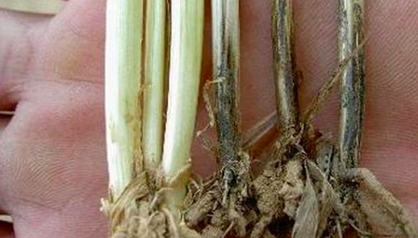 小麦全蚀病的原因及治疗方法