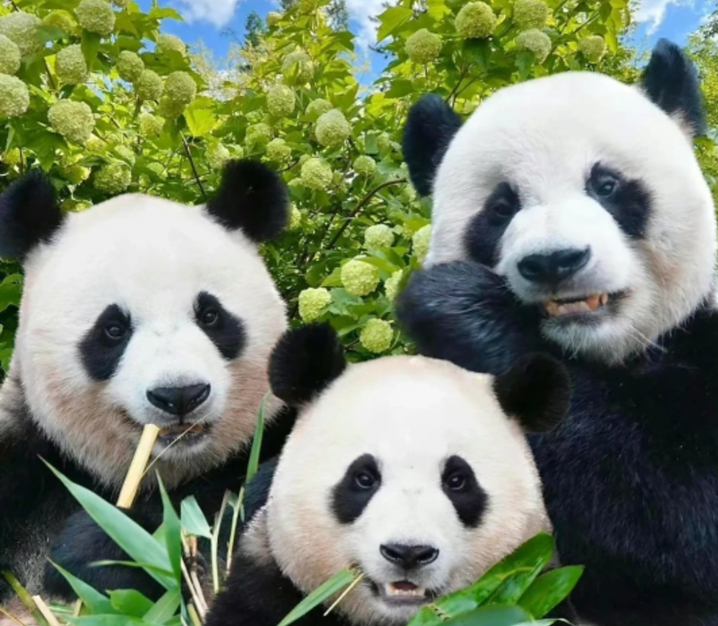 #财阀小公主福猪猪福宝全家福#  一家三口都是姨姨们的心上熊.  乐宝