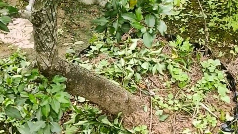 棠梨树盆景,可赏花观果!