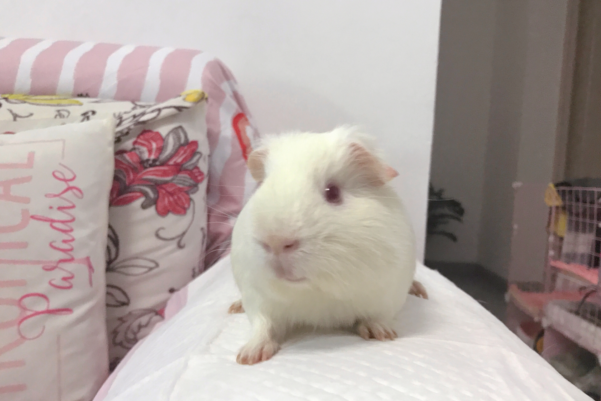 给三个毛孩子拍写真 #萌宠# #荷兰猪