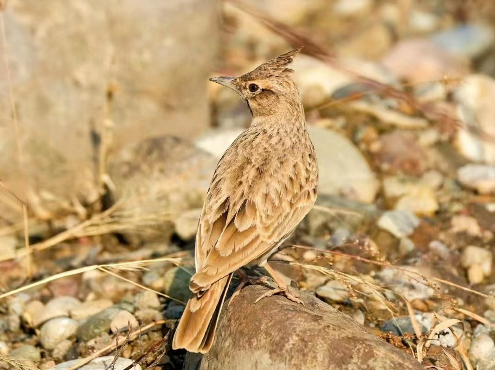 凤头百灵鸟(百灵科)#鸟