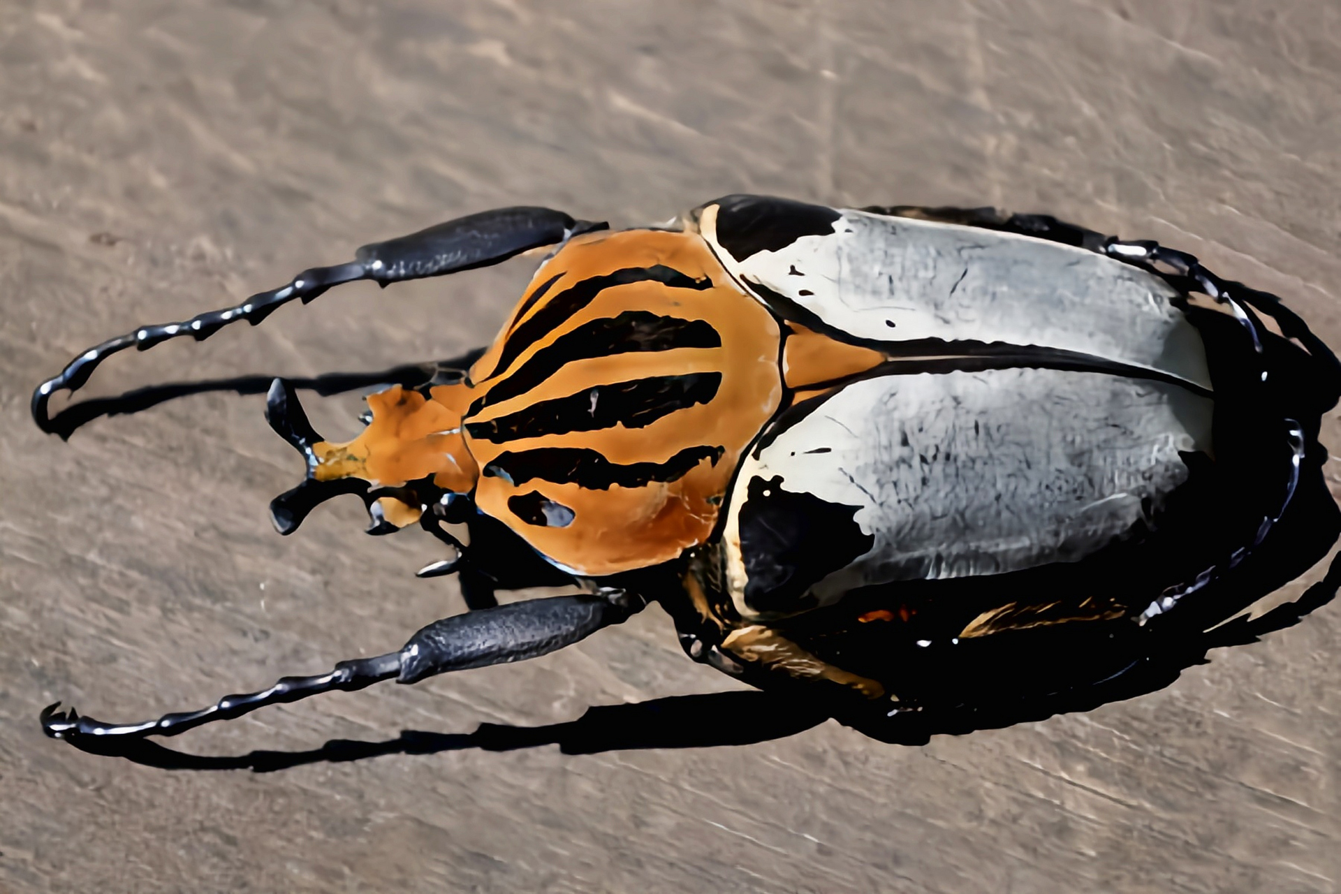 银背大角花金龟又名亚特拉斯大角花金龟,原产于非洲西部塞拉利昂