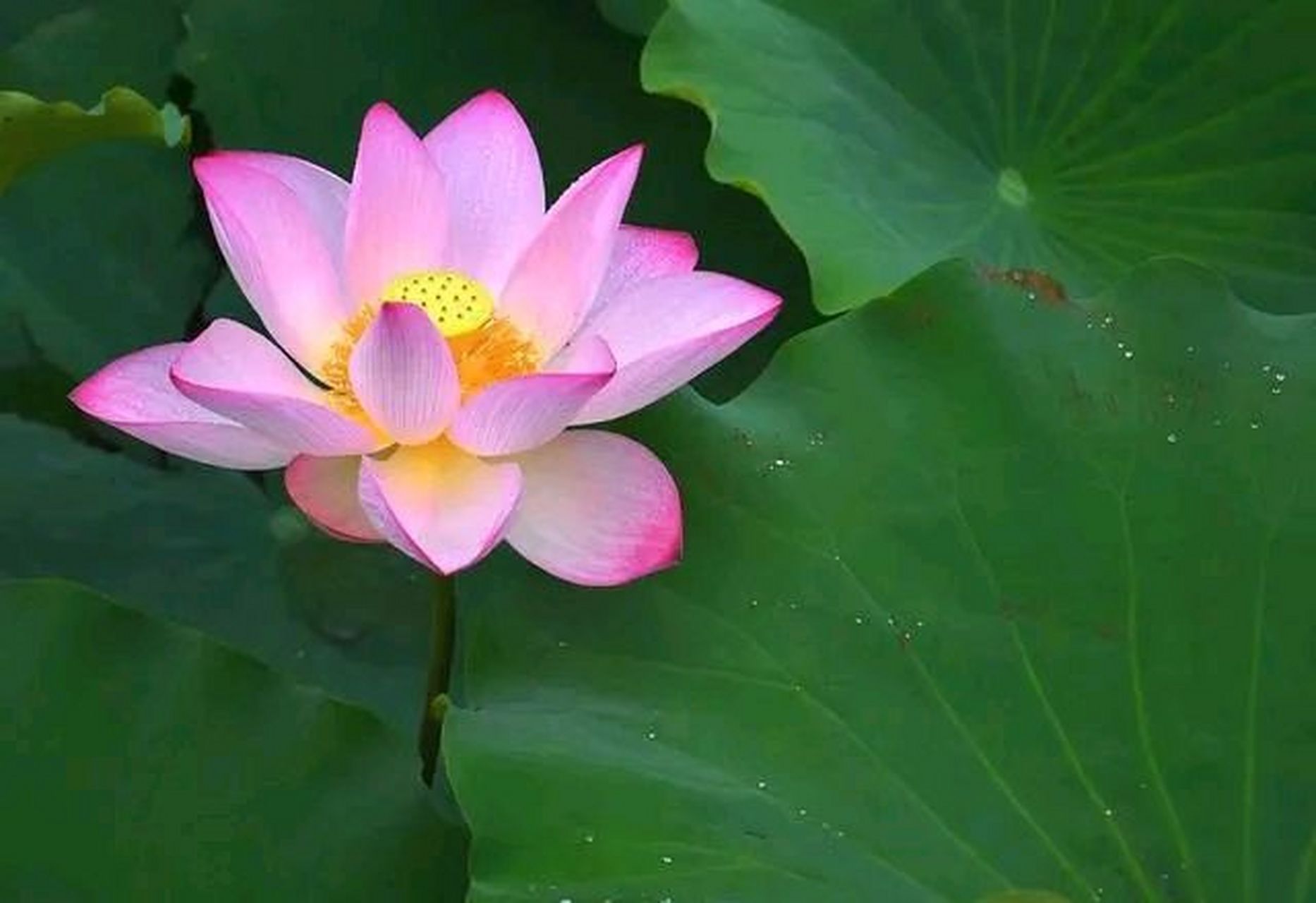 不以规矩,不能成方圆.