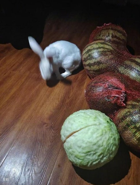 兔子咬西瓜一千多口没吃到瓤 似乎对这颗西瓜情有独钟