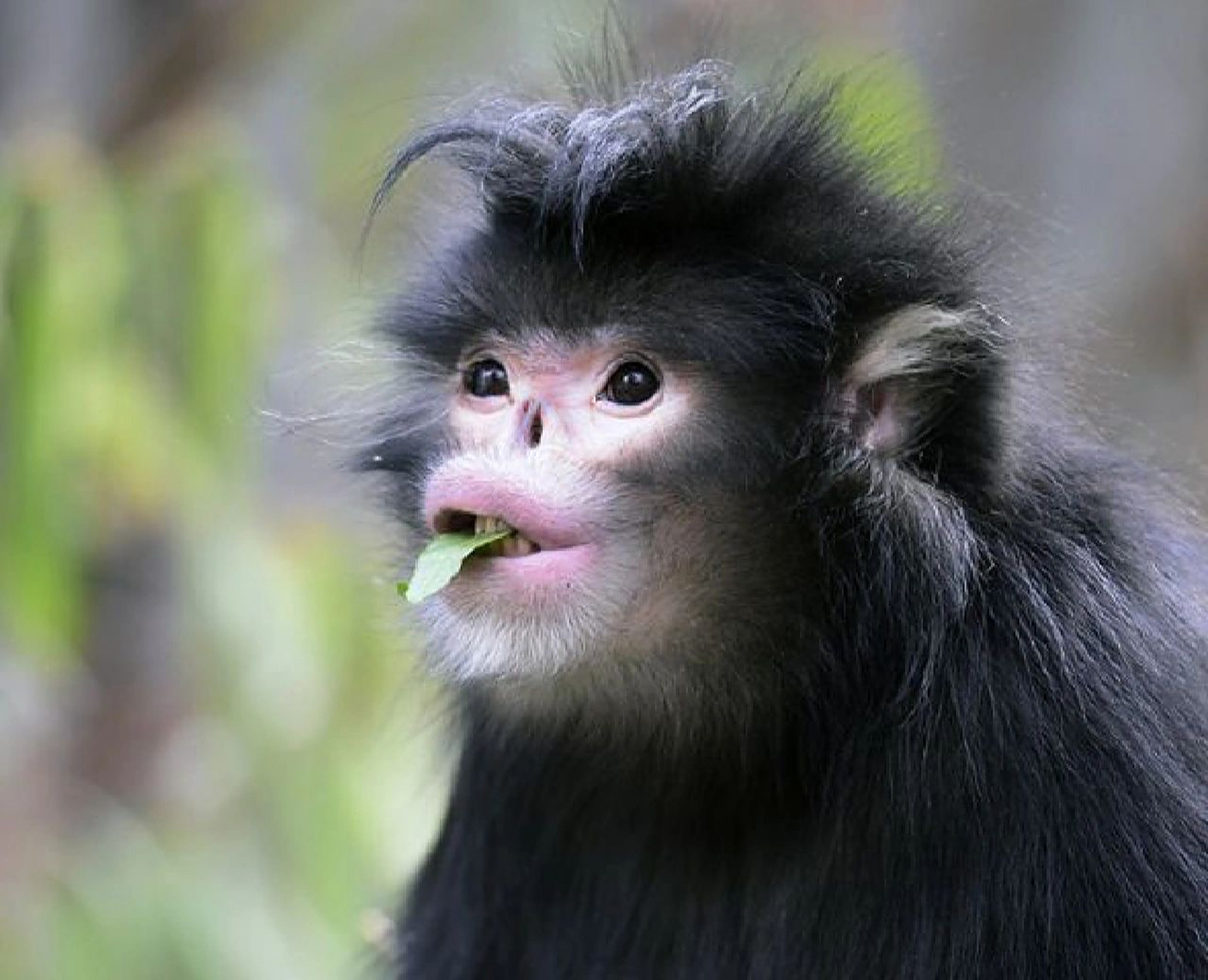 怒江金丝猴分布于缅甸东北部,中国仅分布于云南西北部,栖息于海拔1700