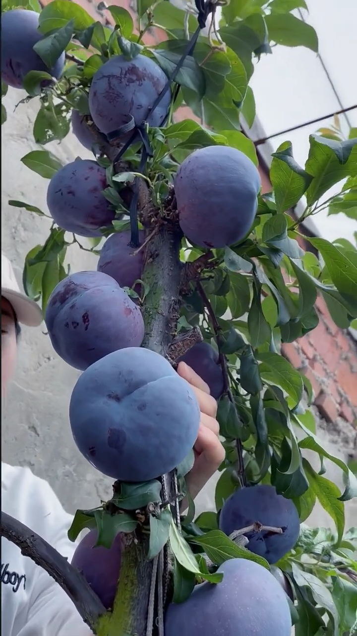 黑霸王李子苗价格 哪里有黑霸王李子苗 黑霸王李子苗多少钱一棵-度小