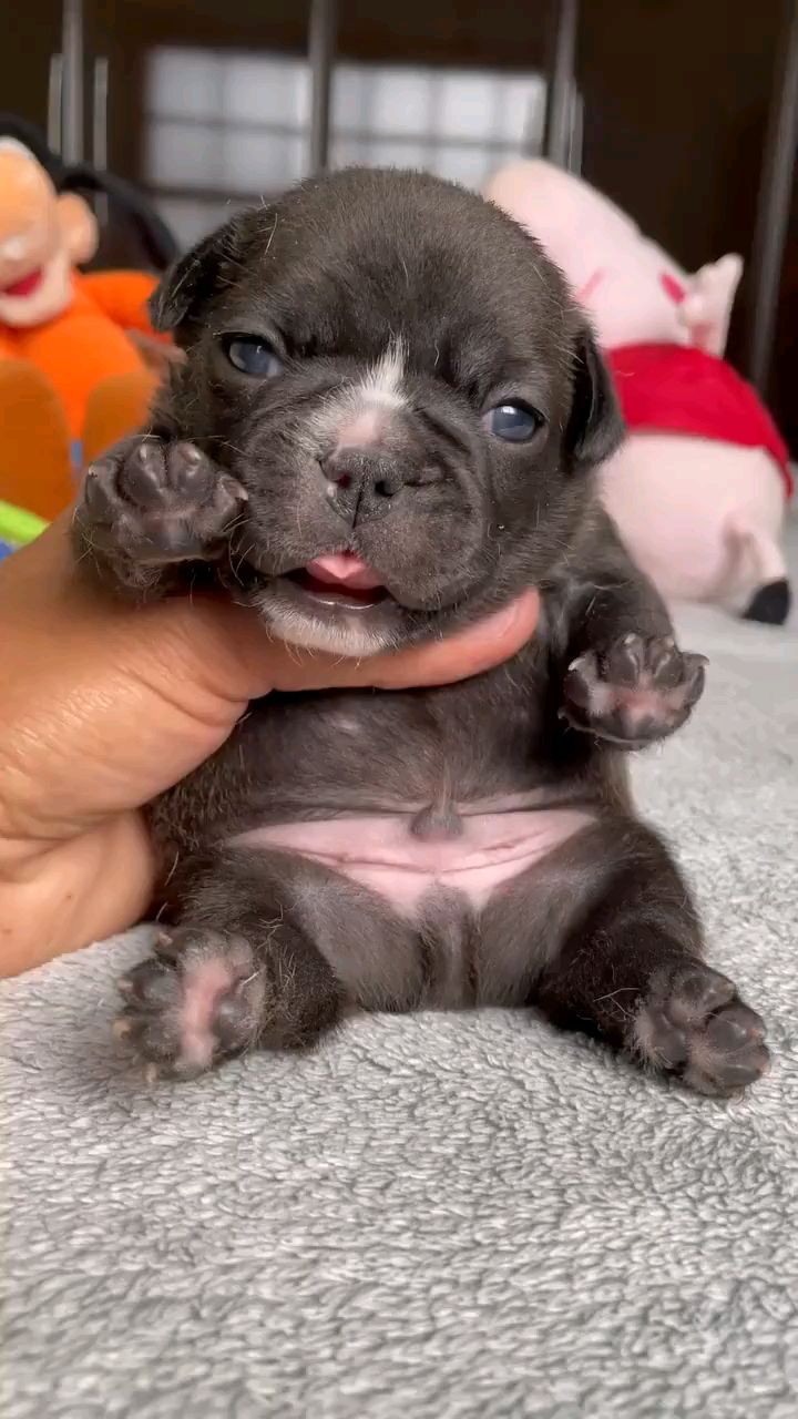 小可爱法斗幼崽