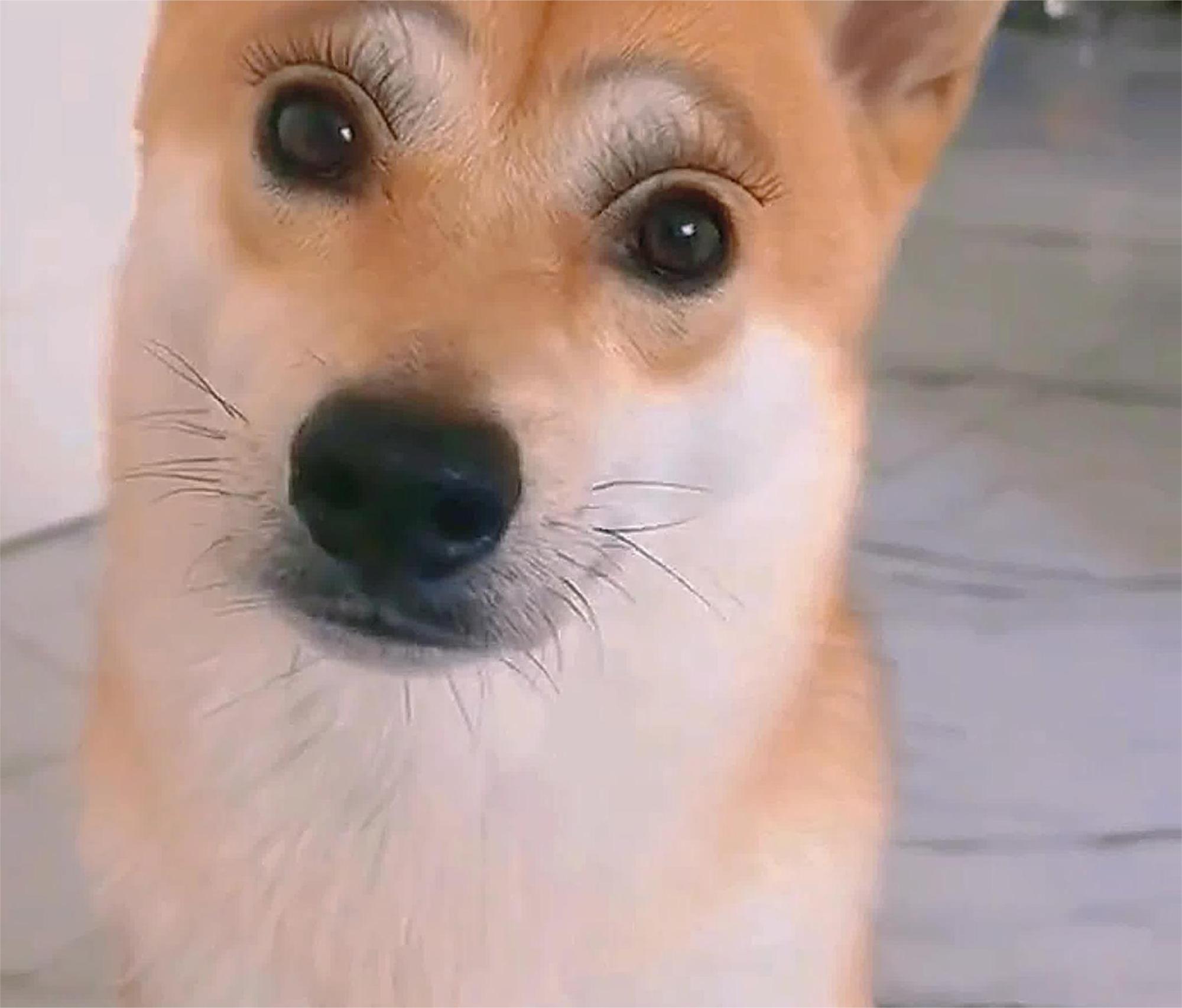 狗的化好妆之后太靓了,网友:单身久了,看只狗都觉得眉清目秀