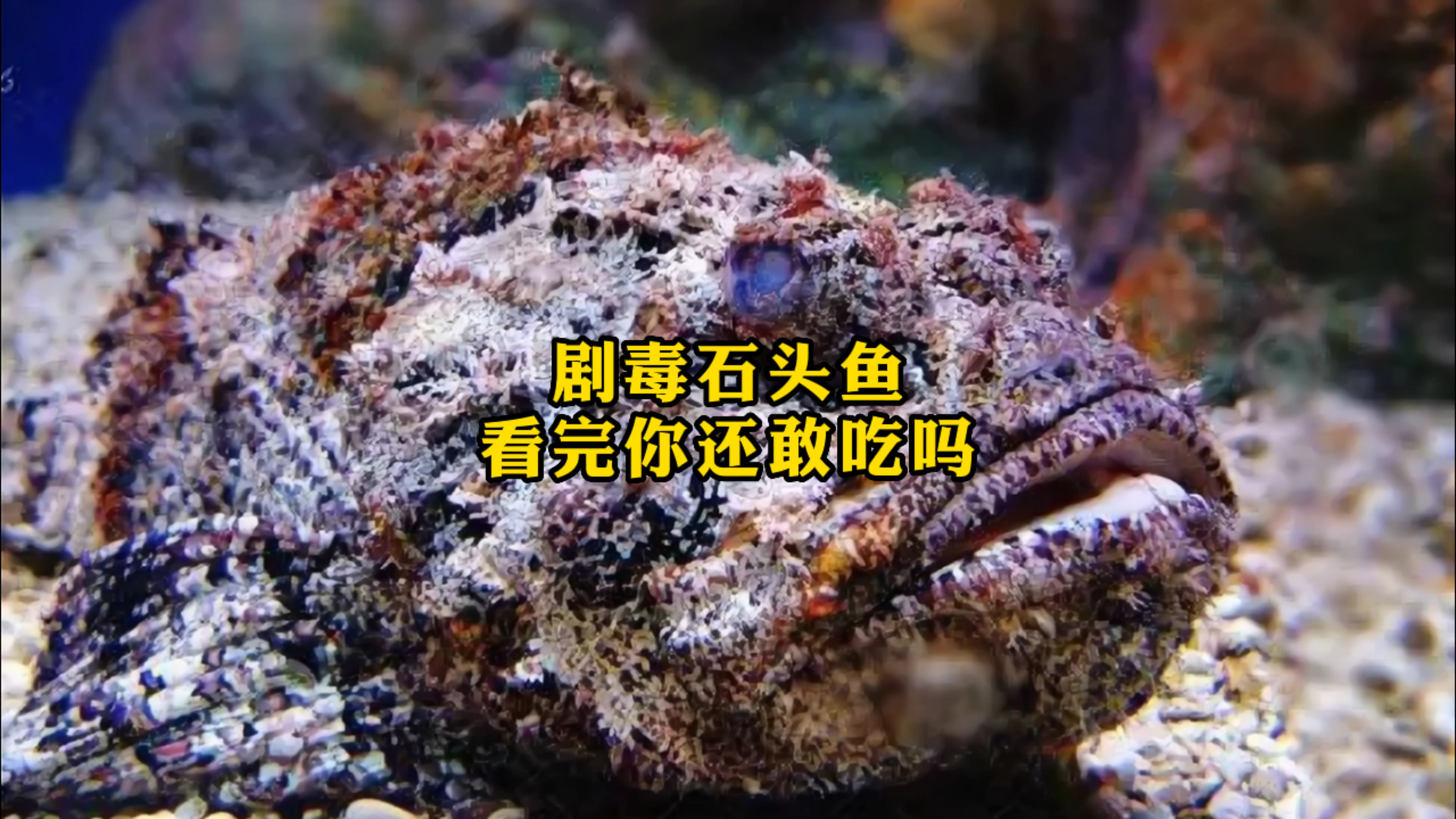 你有吃过石头鱼吗