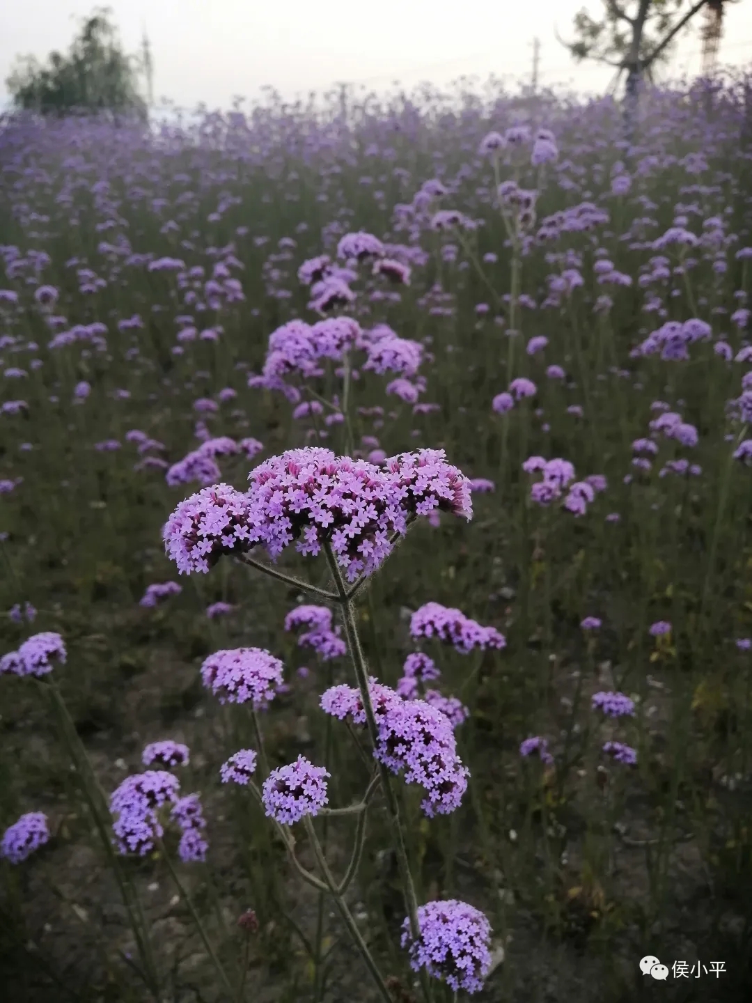 十六岁的花季