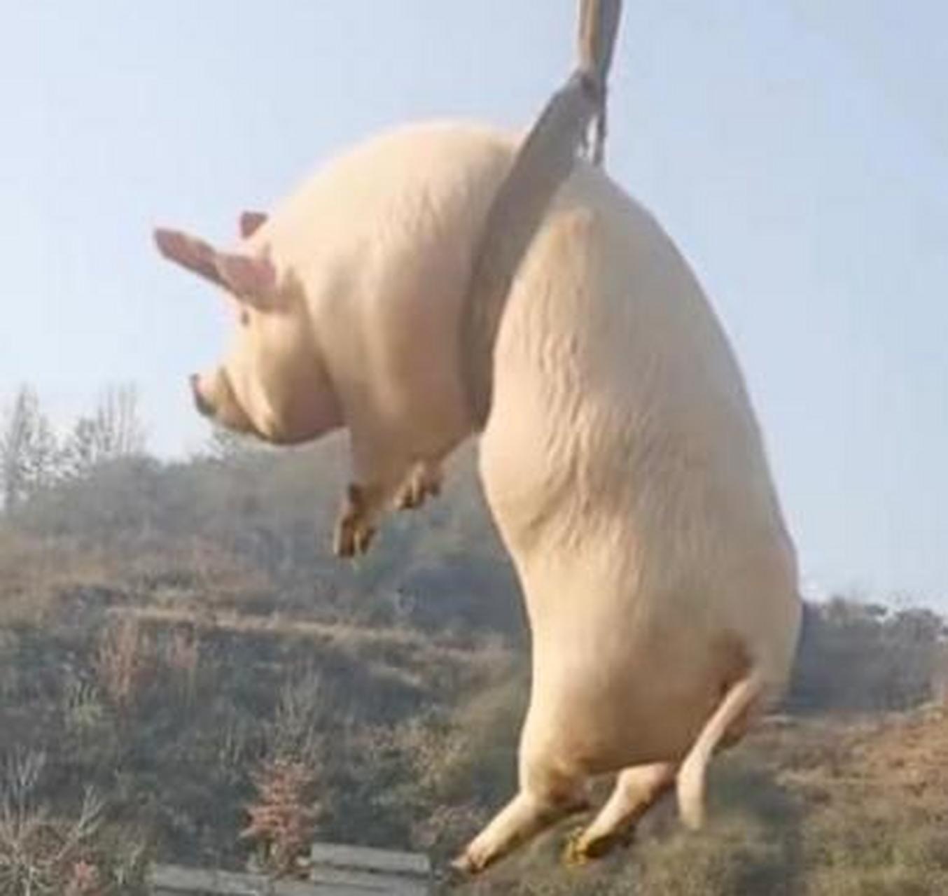 猪也荡秋千了