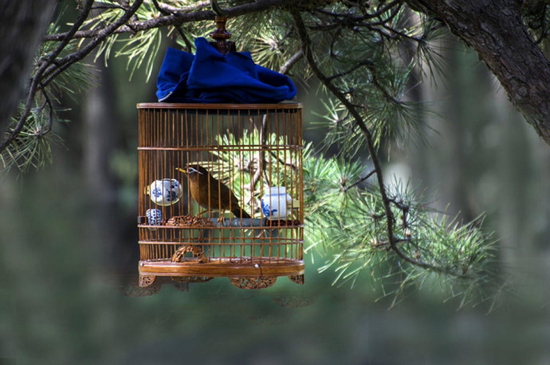 题笼中鸟 作者:郑万才 一自锁笼中,得居三两米.