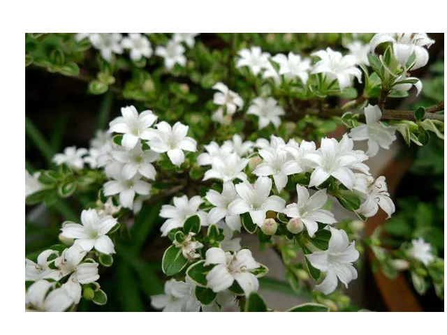 春天满树白花的树是什么树
