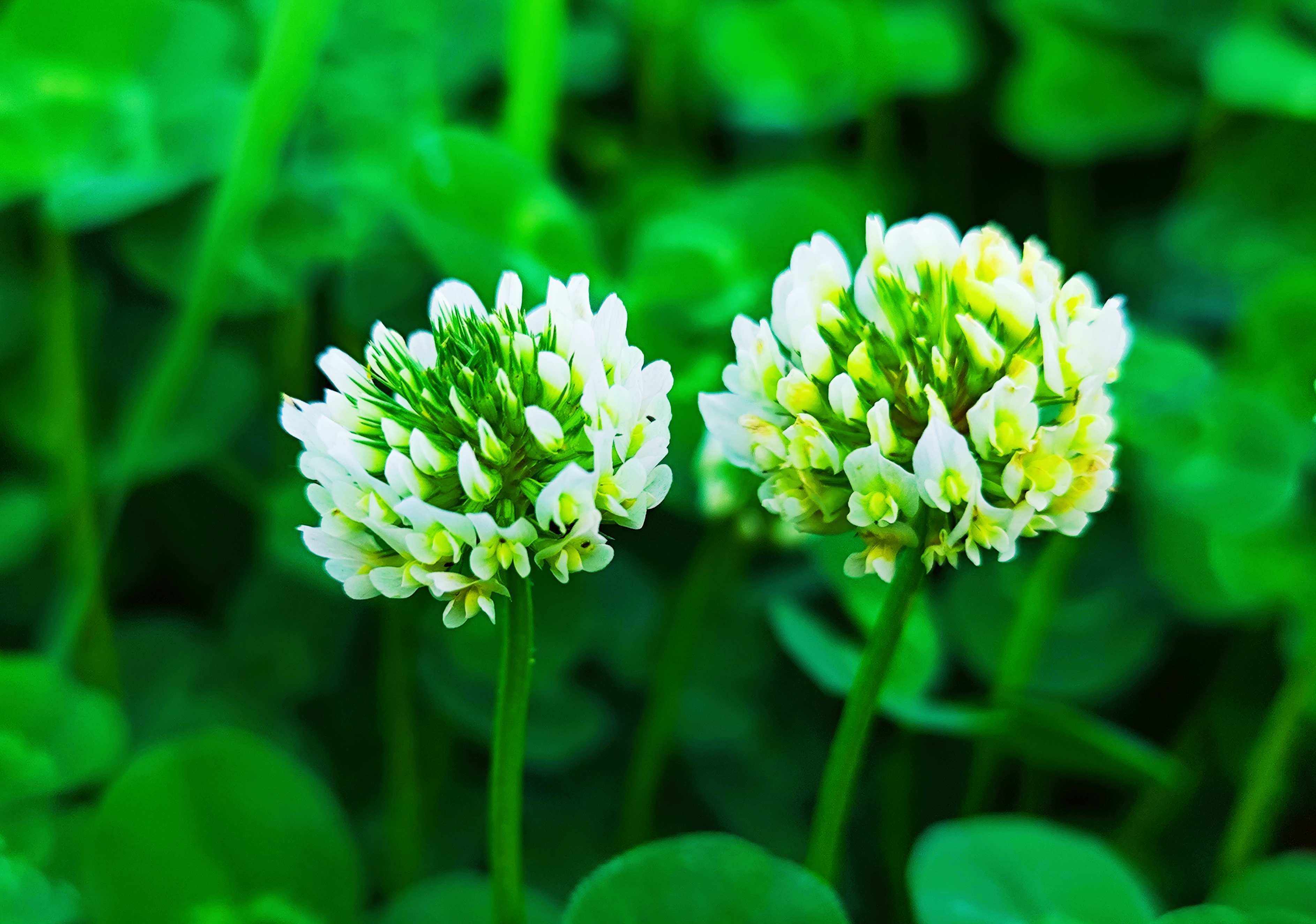 百花车轴草图片