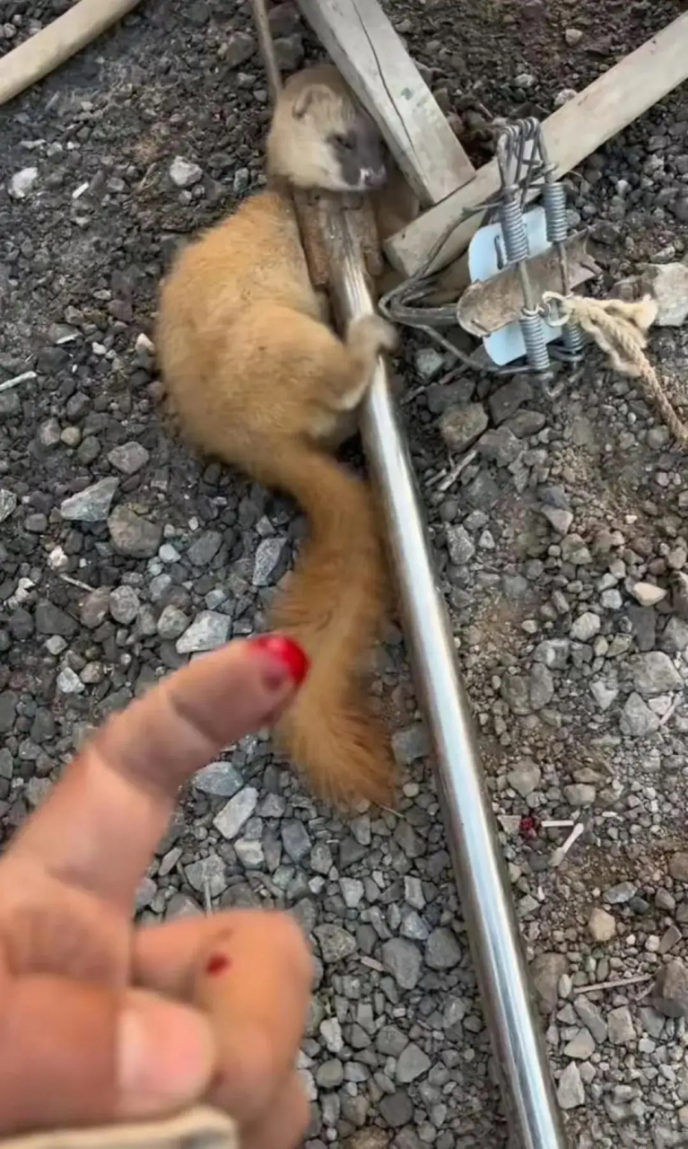 被松鼠咬了会不会中毒71兔子急了也会咬人,更何况一只松鼠呢